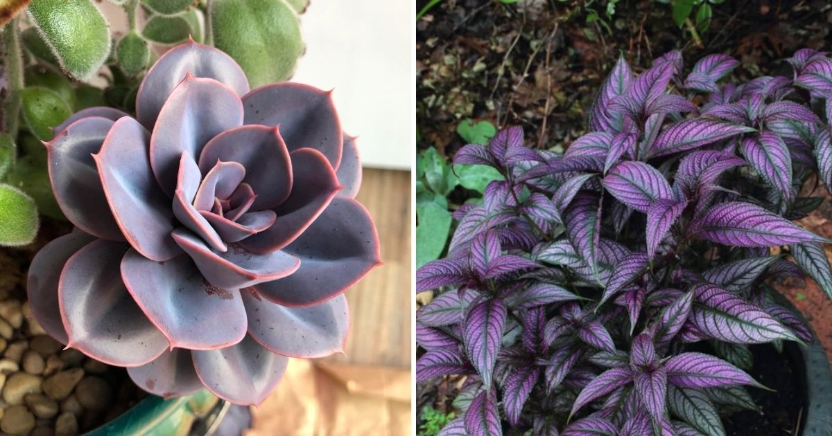 7 Best Beautiful Purple Indoor Plants