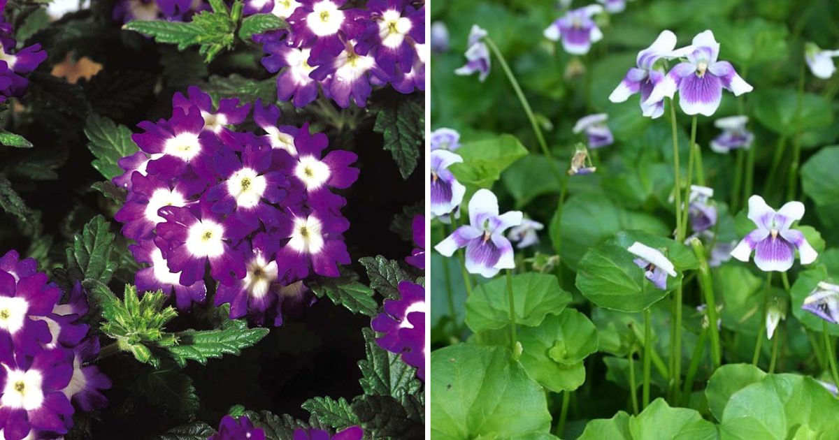 15 Best Beautiful Purple Texas Flowers