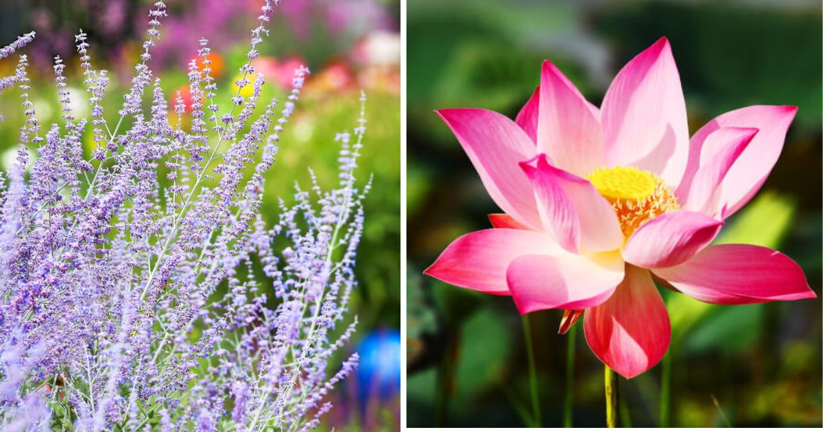 13 Best Beautiful Russian Flowers To Grow In Your Garden