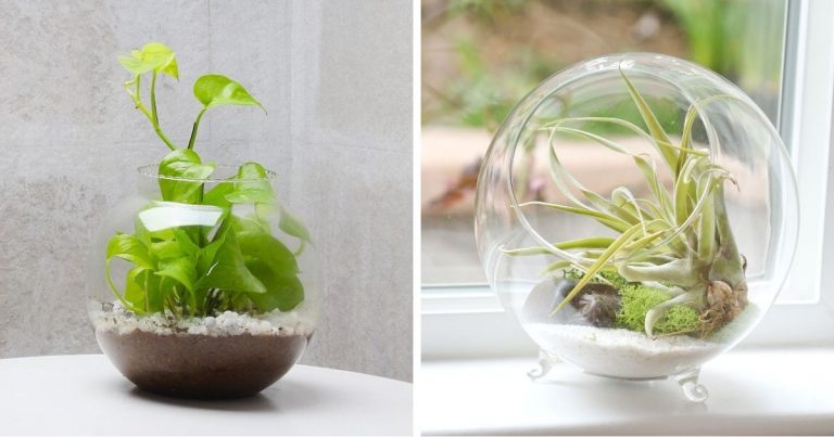 10 Best Beautiful Terrarium Plants To Grow