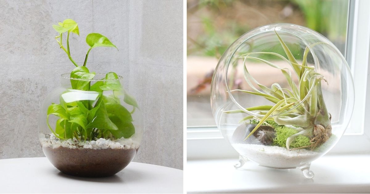 10 Best Beautiful Terrarium Plants To Grow