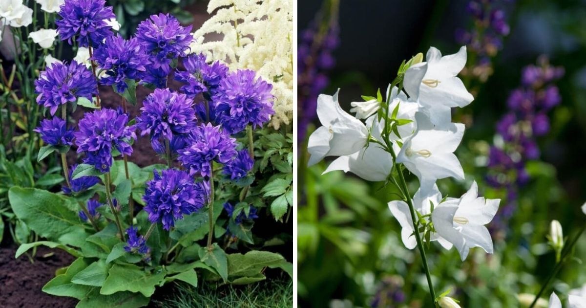 16 Best Beautiful Types of Bellflowers