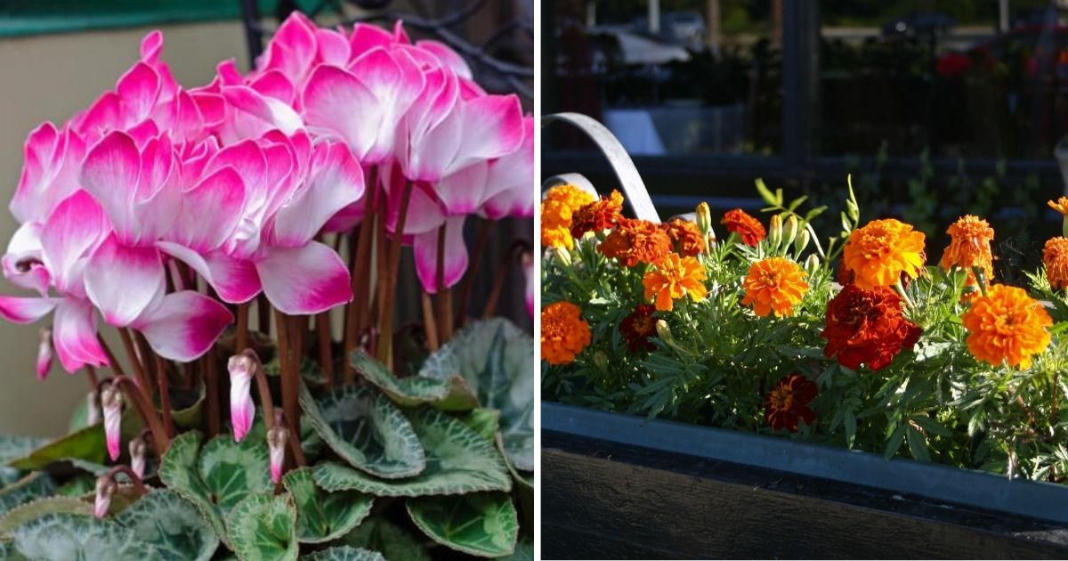 15 Best Beautiful Window Box Flower Varieties