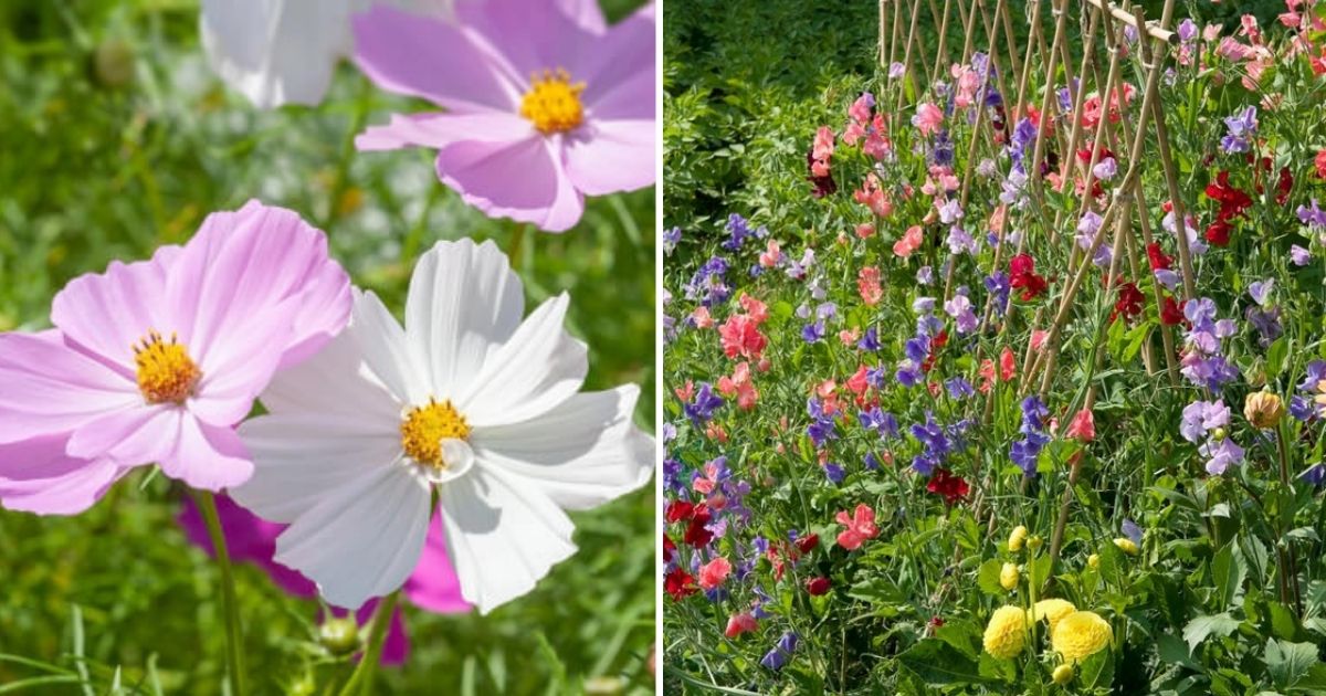 10 Best Beneficial Flowers For Your Vegetable Garden