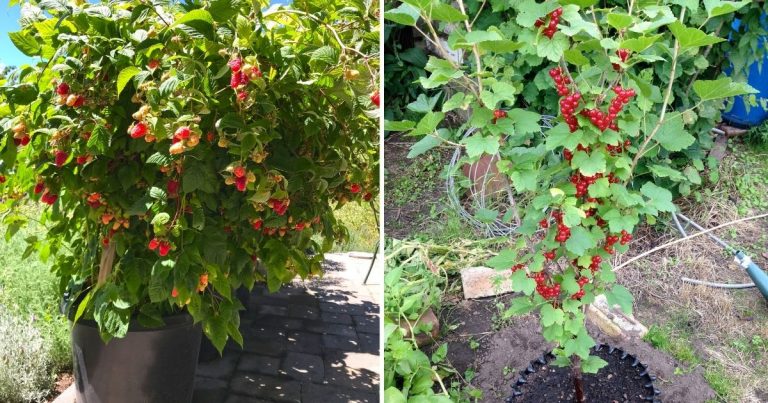 7 Best Berries for Your Container Gardens