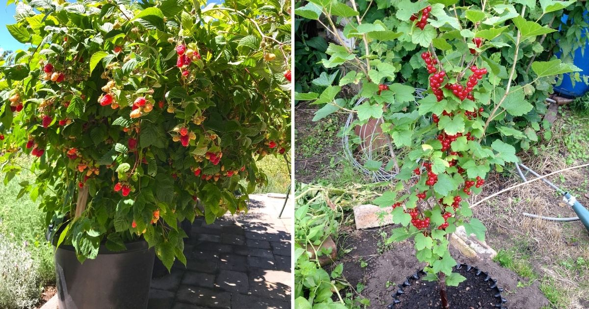 7 Best Berries for Your Container Gardens