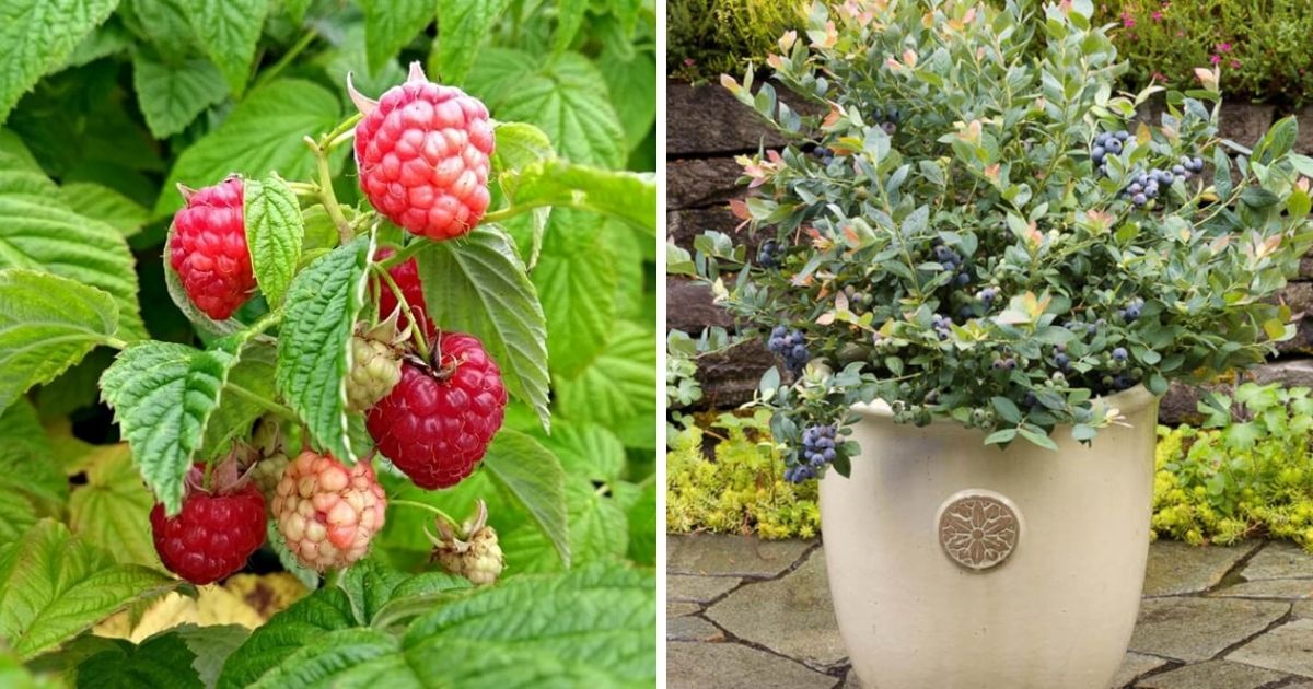 Best Berry Varieties That Grow On Balcony
