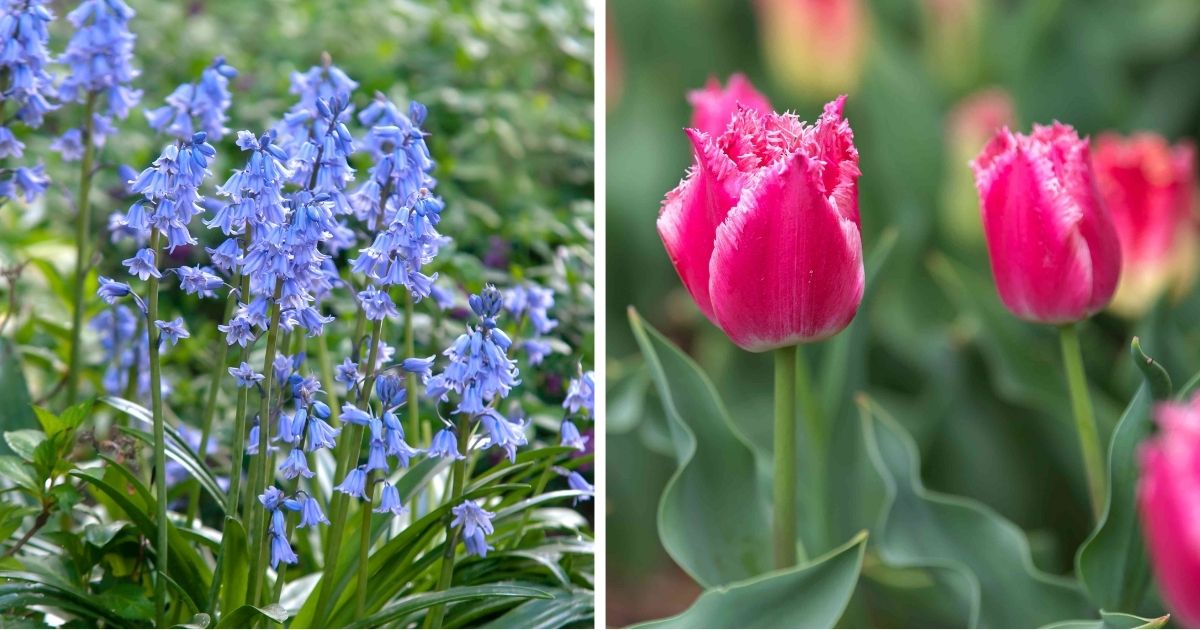 15 Best Bulb Flowers To Grow In Your Garden