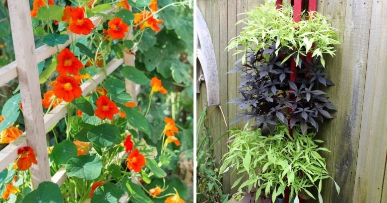 14 Best Child-Safe Plants You Can Grow