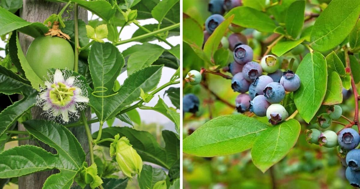 11 Best Climbing Fruits To Grow In The Garden