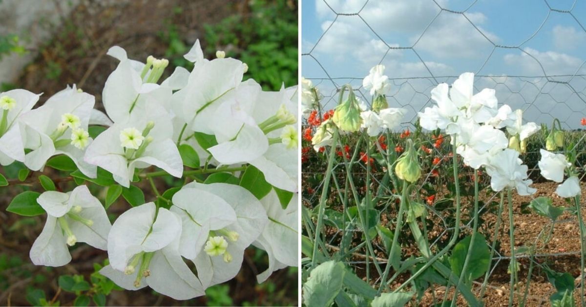 13 Best Climbing Plant with White Flowers