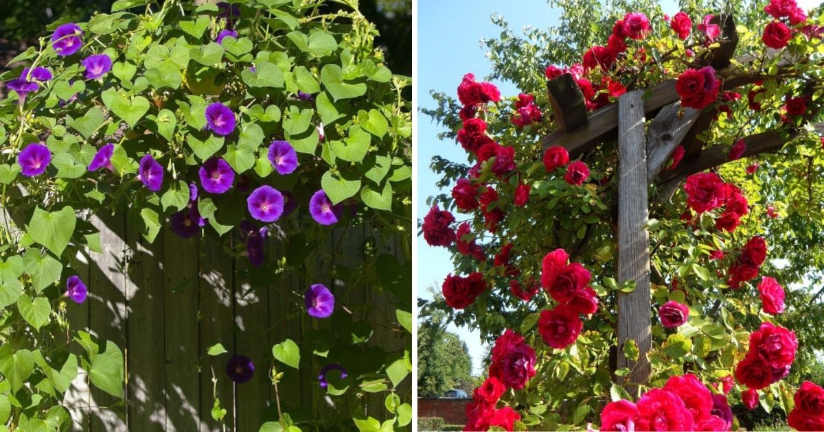 20 Best Climbing Plants For Pergolas And Arbors