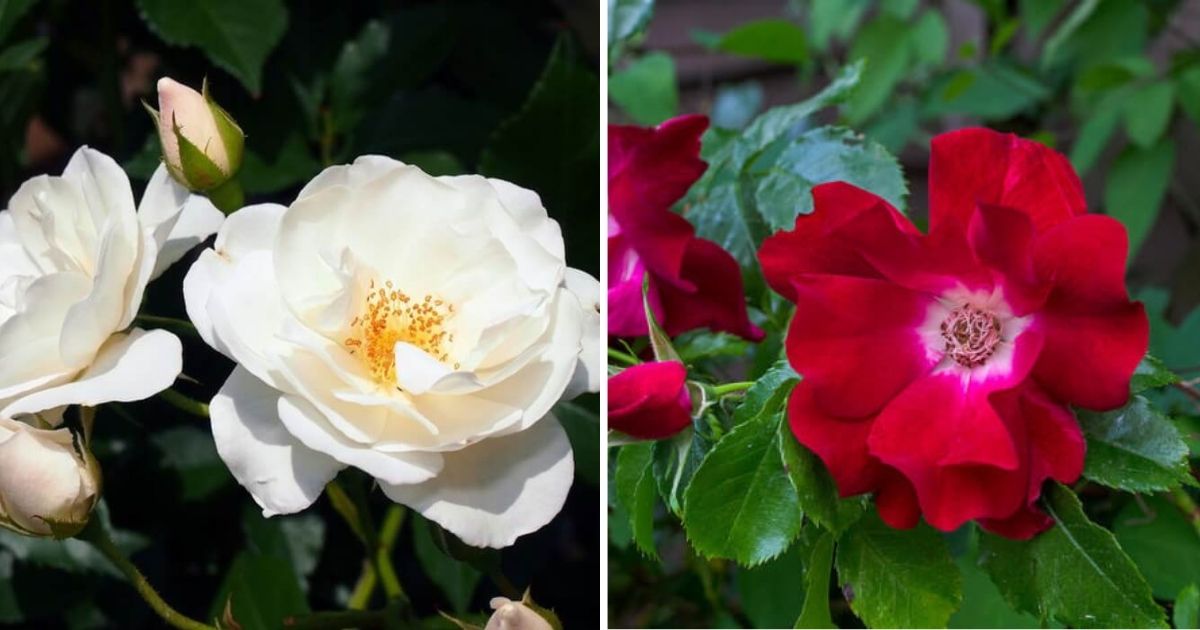10 Best Climbing Rose Varieties To Grow For Your Landscape