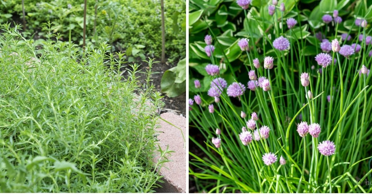 10 Best Companion Herbs To Grow In Your Garden
