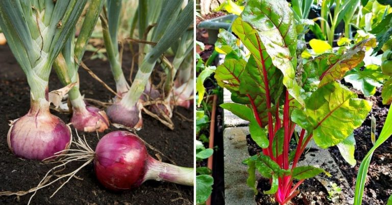 9 Best Companion Plants With Beets