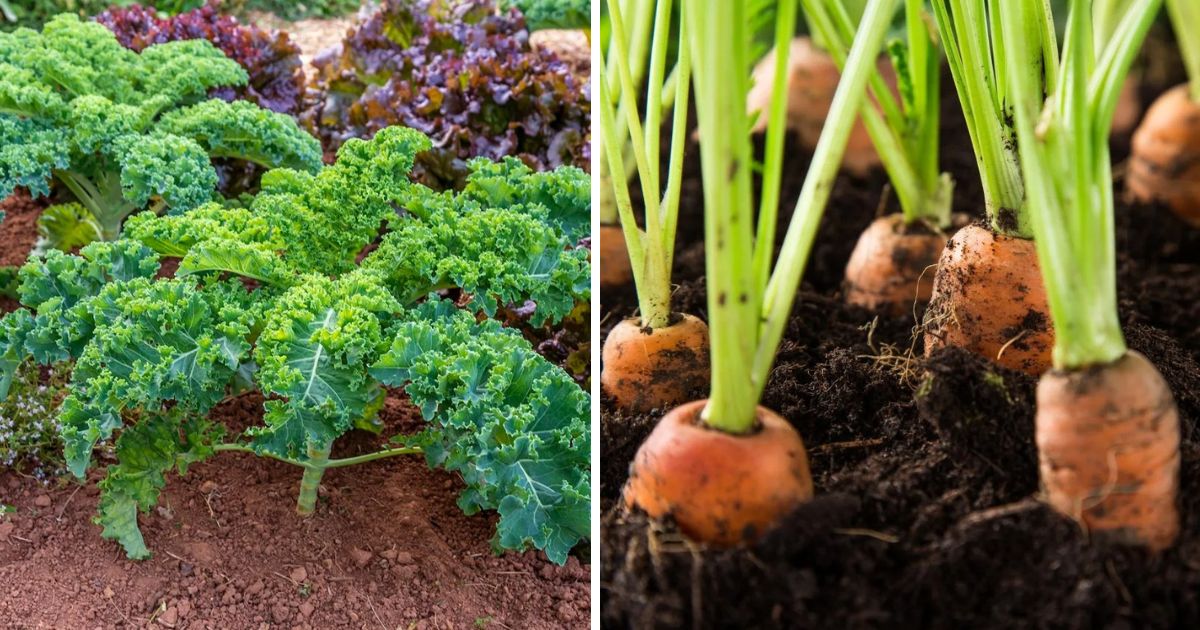 10 Best Crops To Grow In A Fall Garden