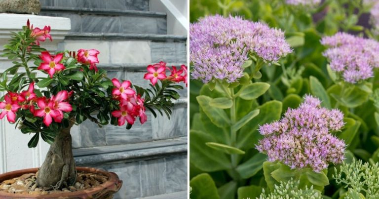 11 Best Drought-Tolerant Succulent And Cactus Varieties