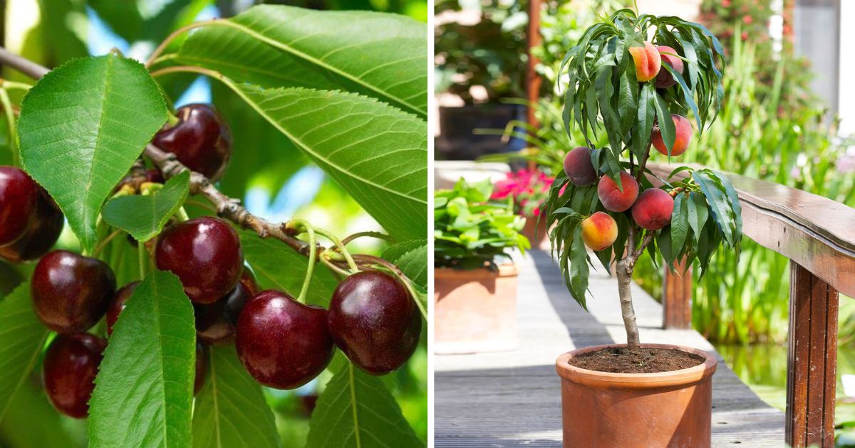 8 Best Dwarf Fruit Tree Varieties For High Yields In Your Small Garden