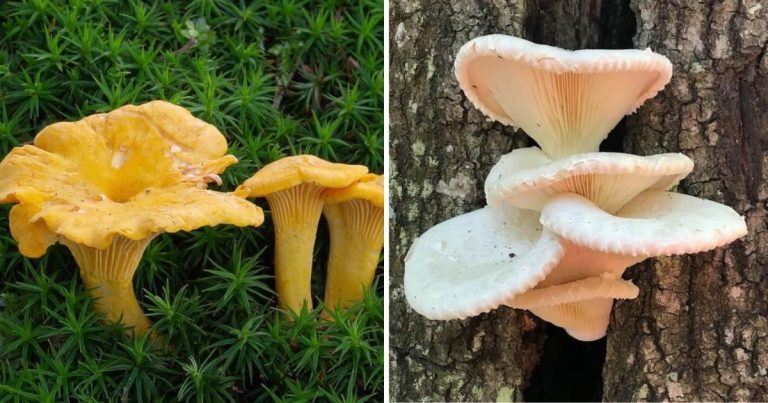 12 Best Edible Mushrooms You Can Grow Easily At Home