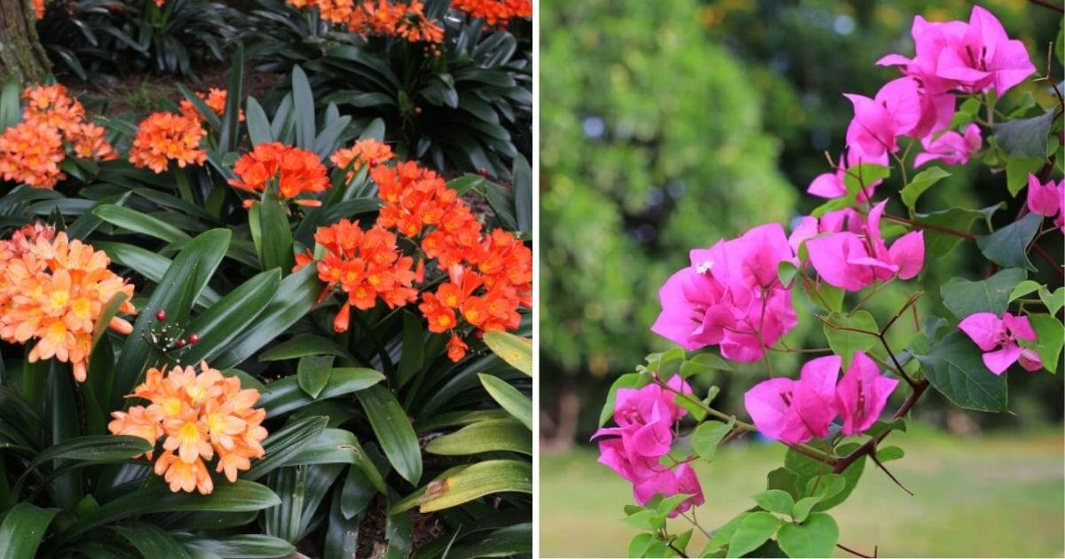 12 Best Flowers To Grow In Poor Soil