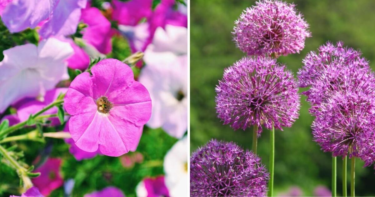 9 Best Flowers to Control Insects