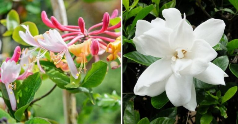 Best Fragrant Plants To Grow In Yard