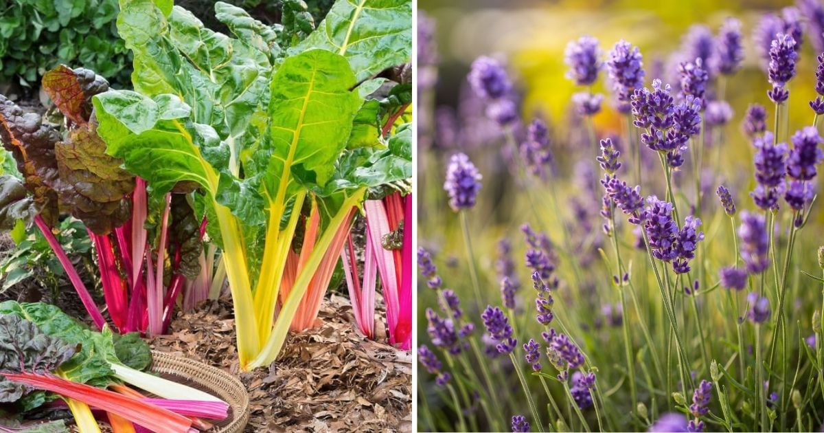 21 Best French Vegetables To Grow In Your Garden