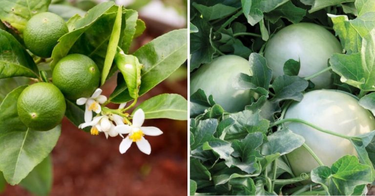 10 Best Green Fruits To Grow In The Garden