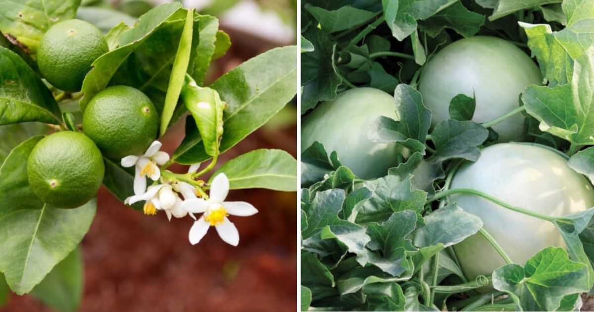 10 Best Green Fruits To Grow In The Garden