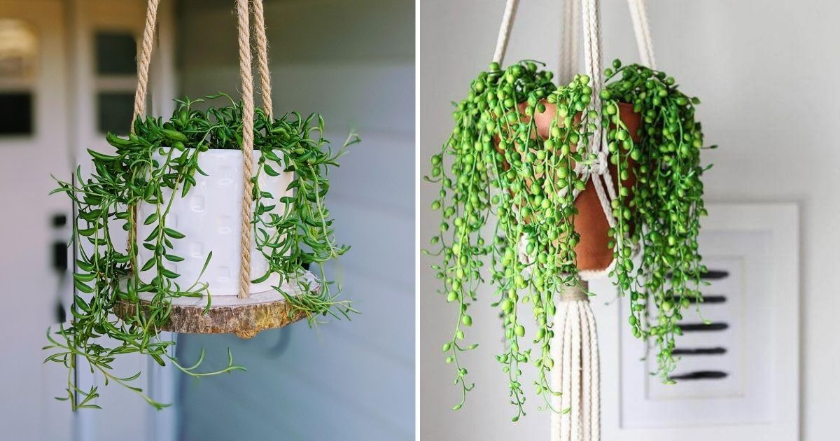 10 Best Hanging Plants That Tolerate Low Light Indoors