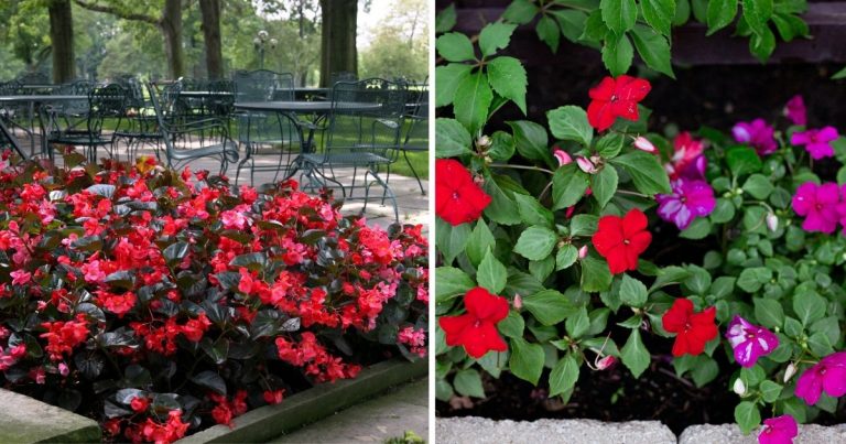 12 Best Hard-To-Kill Flowers For Beginners