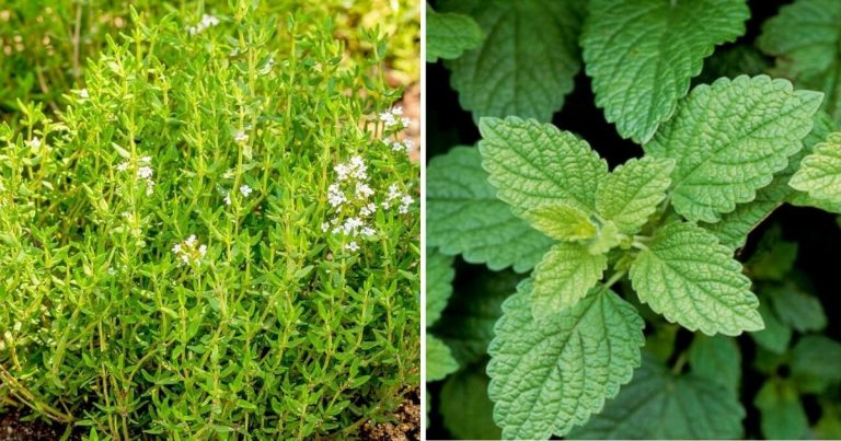 Best Herbs For Container Gardening