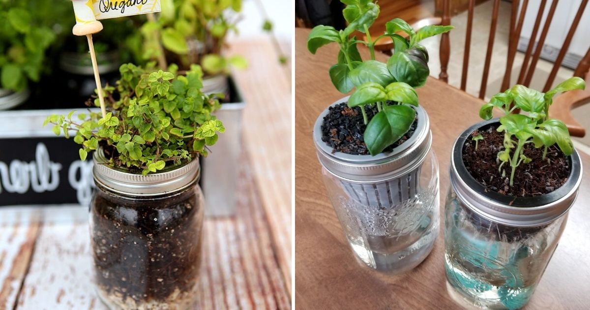 9 Best Herbs to Grow In Glass Mason Jars