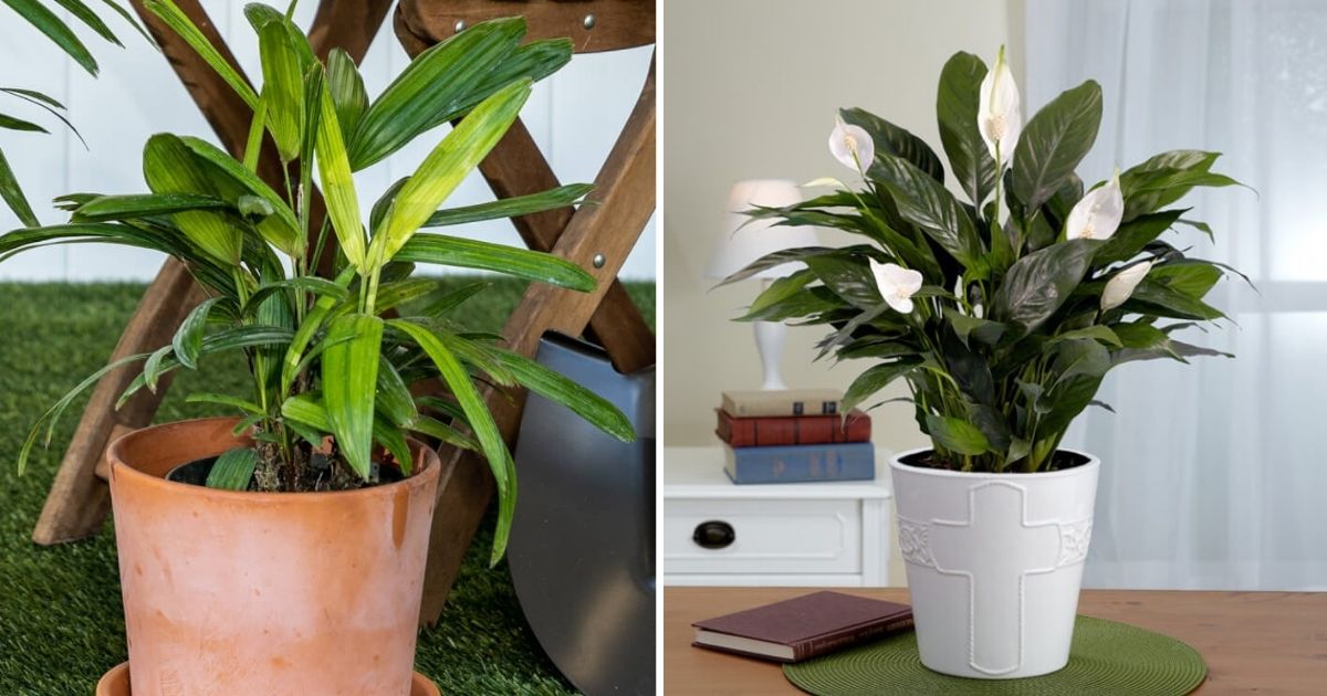 5 Best Houseplants For Anti-Allergy Indoor Gardens