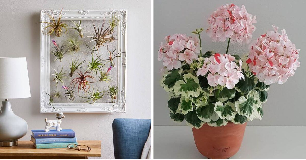30 Best Houseplants To Place In Your Living Rooms