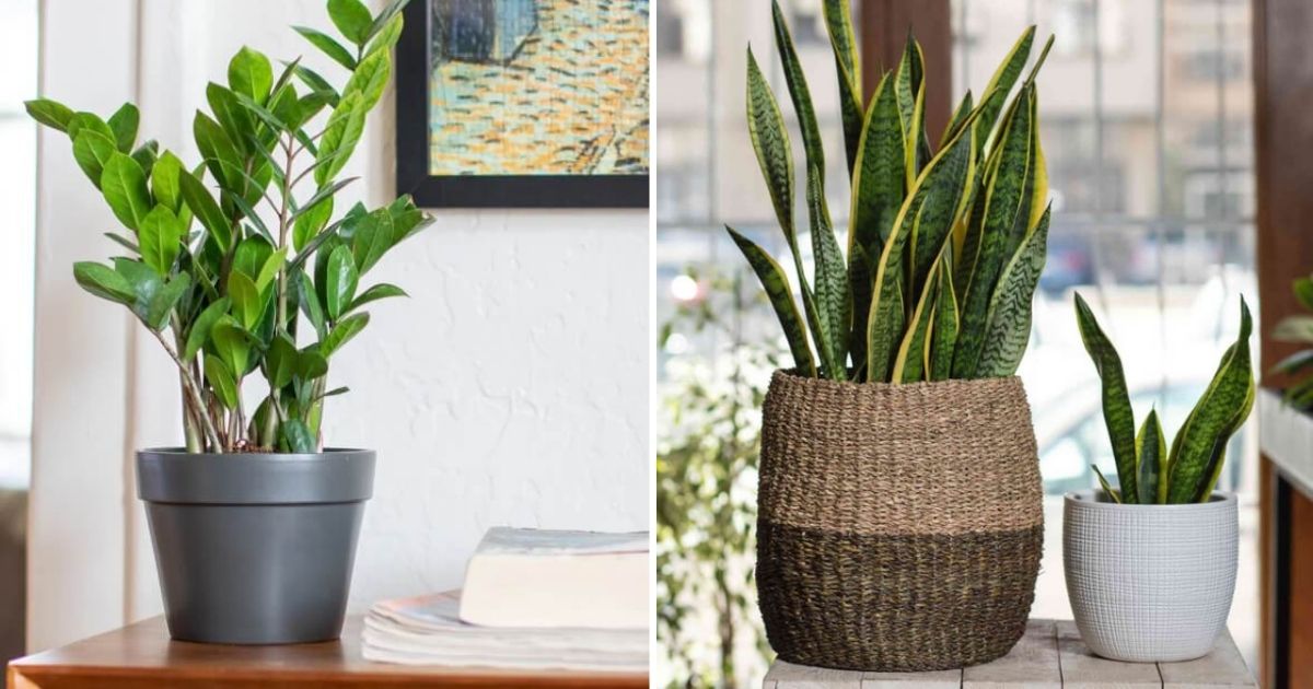 6 Best Houseplants To Place In Your Office