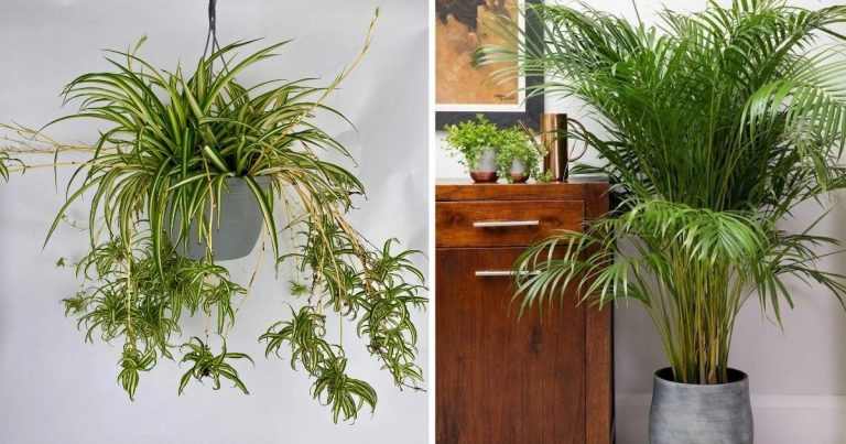 11 Best Houseplants To Reduce Hot Temperature For Summer Days