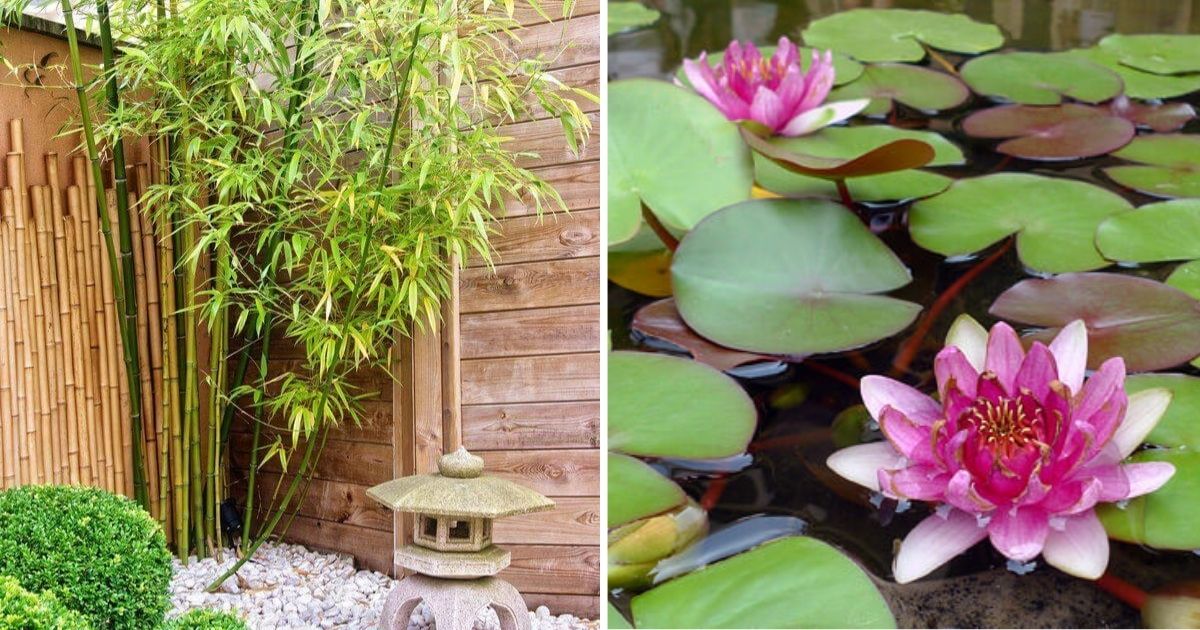 10 Best Japanese Garden Plants