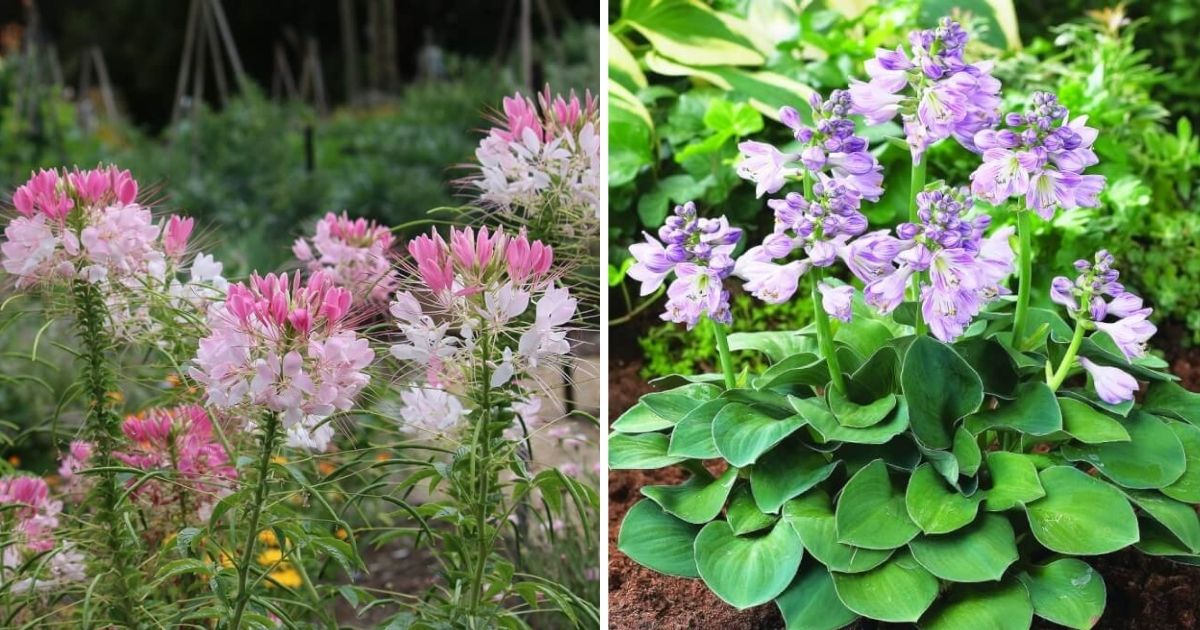 15 Best Low Maintenance Flowers To Grow In The Garden