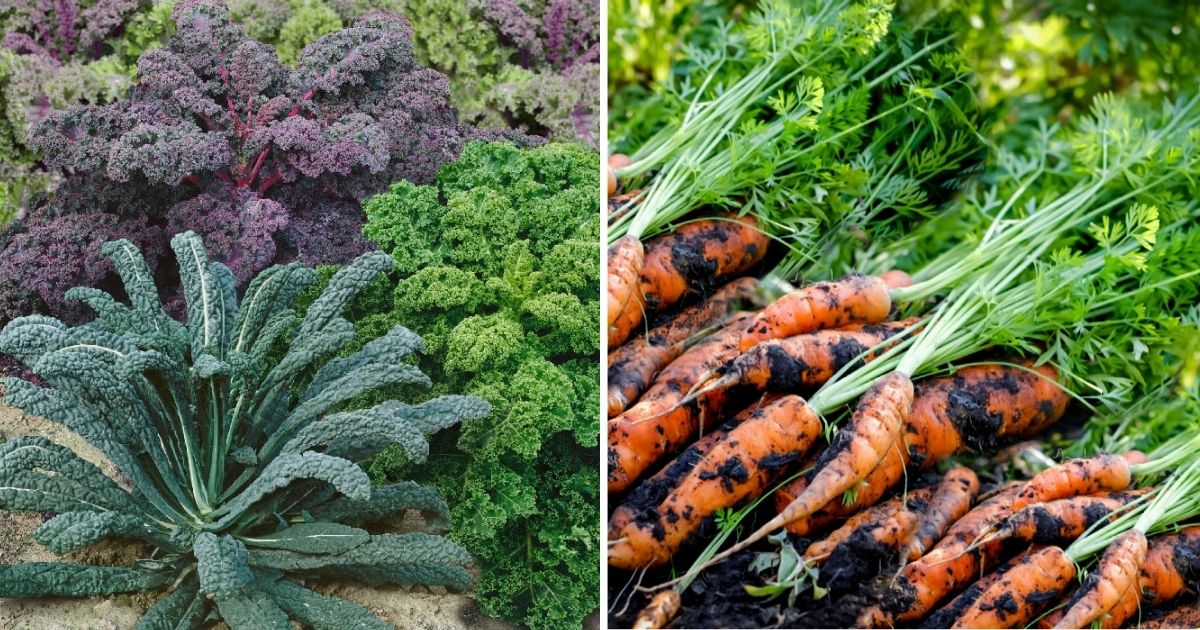 Best Nutrient Vegetables To Grow In Your Garden