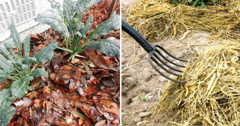Best Organic Mulches That Good For Your Vegetable Garden