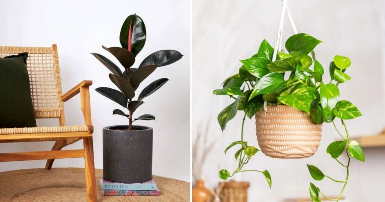 14 Best Plants For Positive Energy