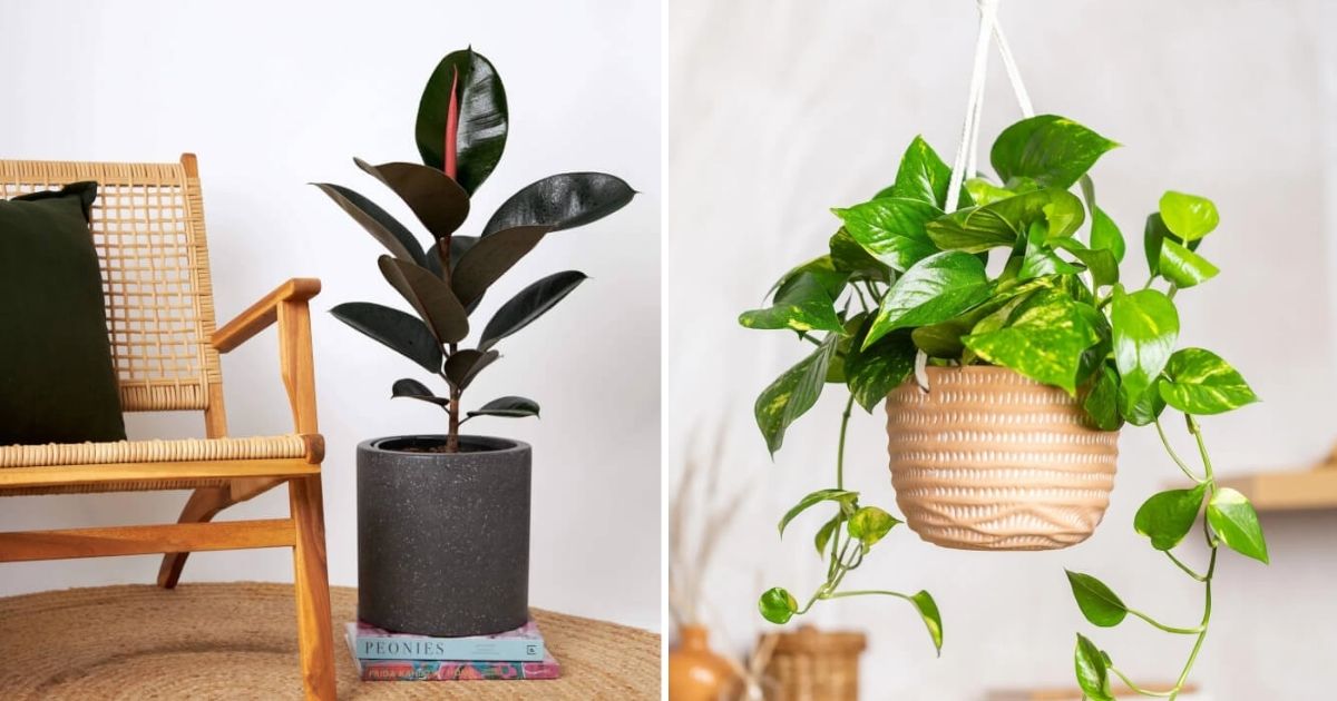 14 Best Plants For Positive Energy