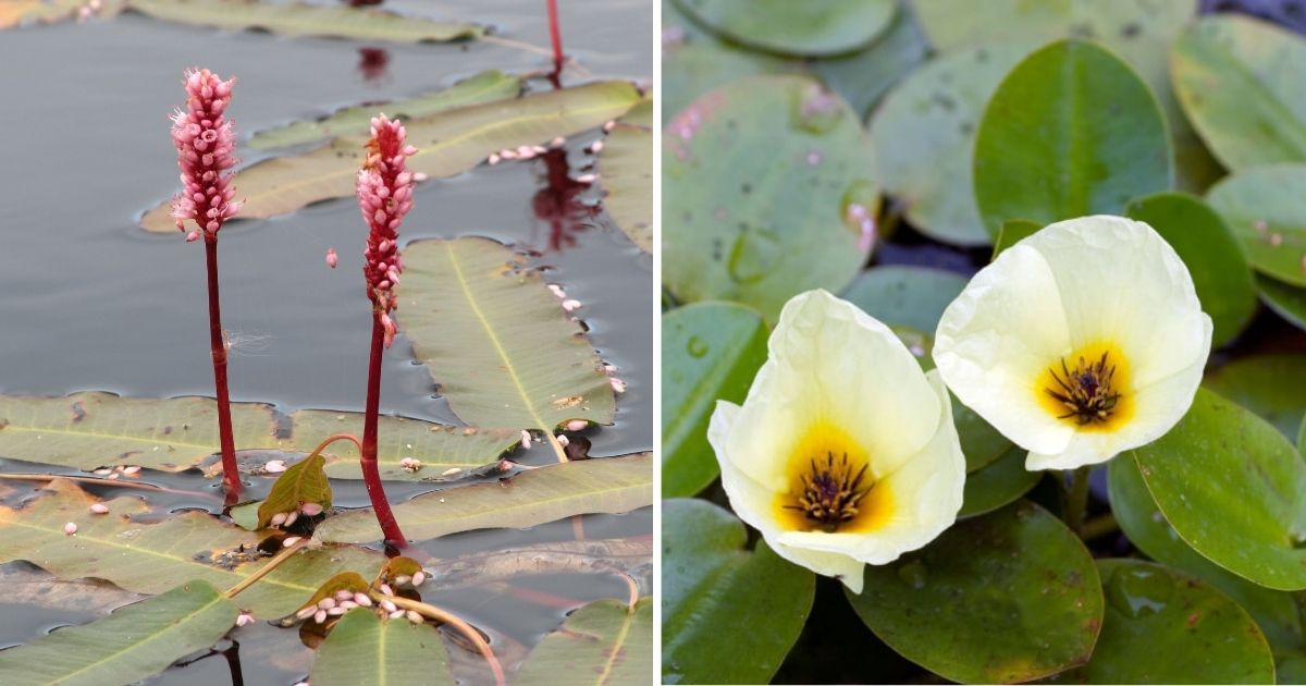 Best Plants For Your Koi Pond