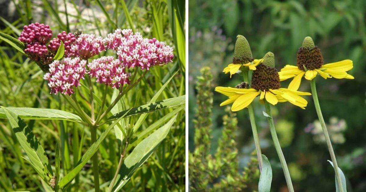 15 Best Plants That Attract Dragonflies And Also Repel Mosquito