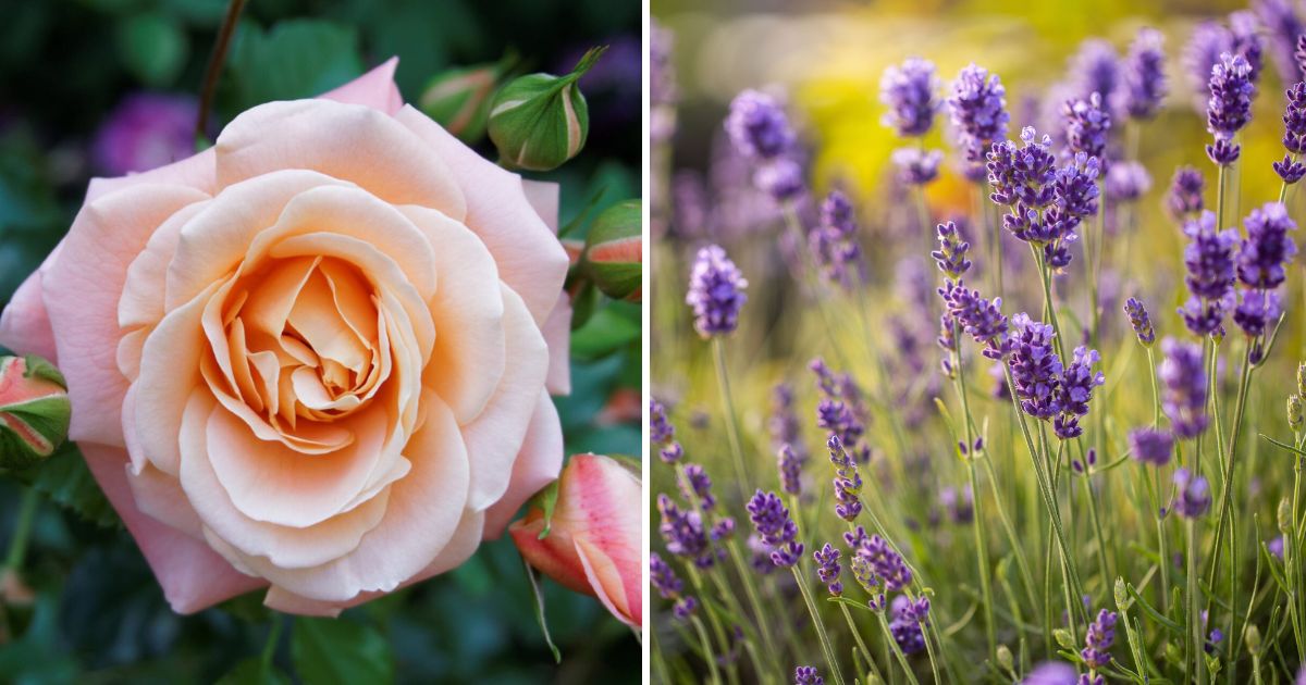 6 Best Plants That You Should Grow For Relaxing Bath