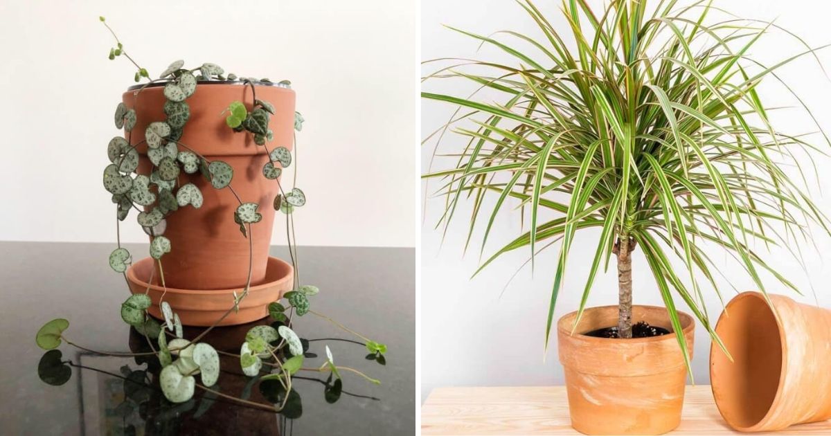 12 Best Plants To Grow In Terracotta Pots