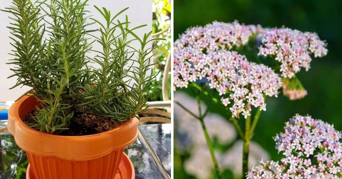 12 Best Plants To Grow In Your Bedroom