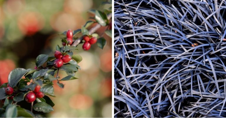 10 Best Plants To Help In Controlling Erosion