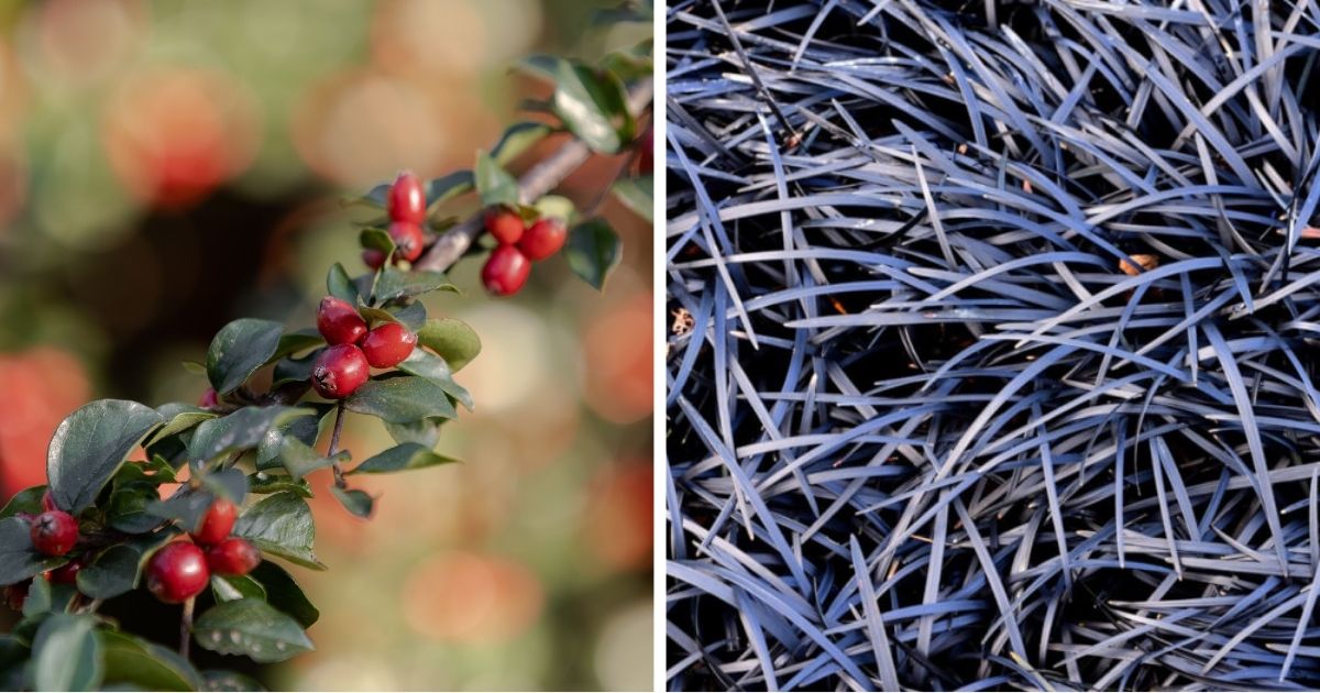 10 Best Plants To Help In Controlling Erosion